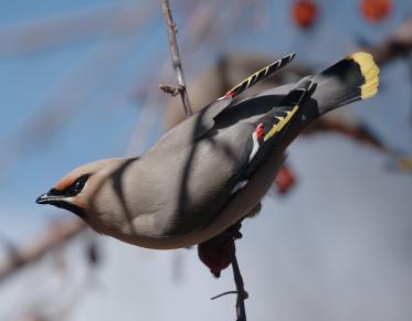 A light gray bird in a tree 