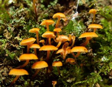 A bunch of mushrooms in the moss