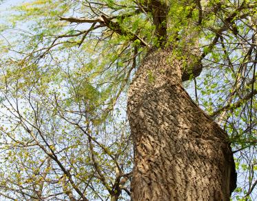 The Ancient Oak trail is the hike for Tree Lovers on the Adirondack Coast.