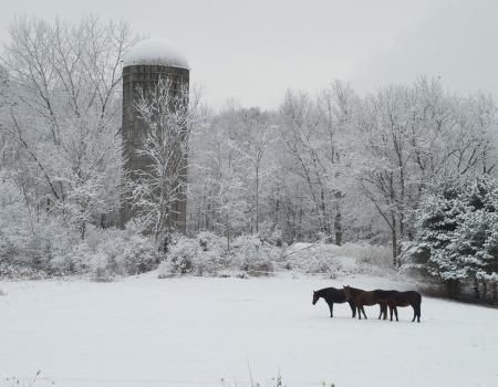A few horses by a silo in the winter