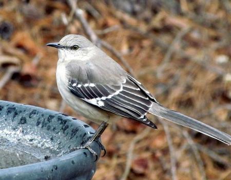 A Northern Mockingbird on a bird bath