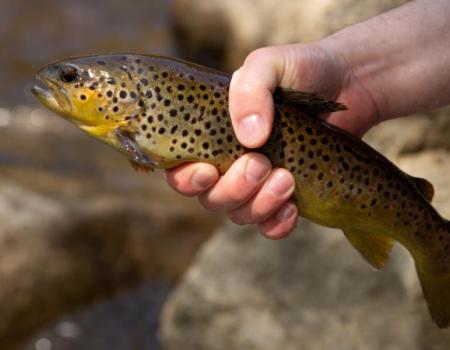 A brook trout in someones hand