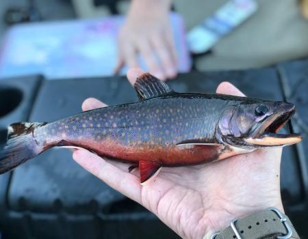 A fall fish being held in someones hand