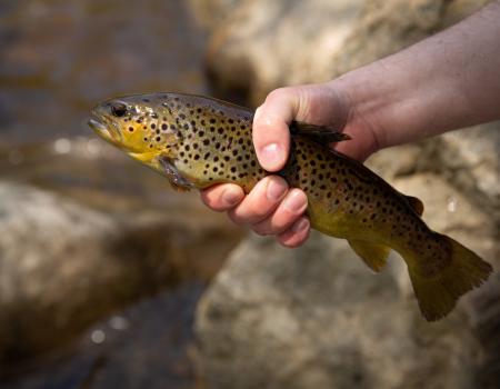A trout being held in someones hand