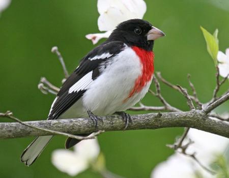 A black&#44; red&#44; and white bird in a tree