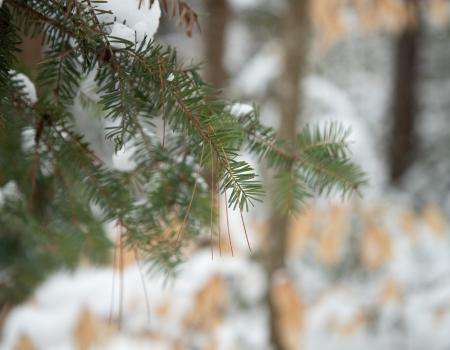 A hemlock tree branch in the winter