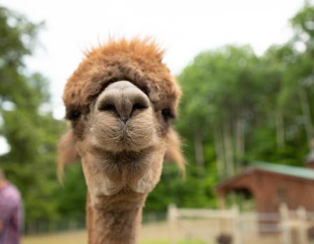 smiling alpaca face