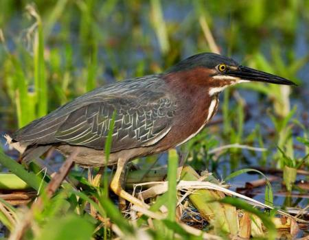 Many waterbirds like this green heron can be seen at Ticonderoga Marsh.