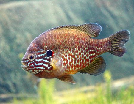 Pumpkinseed and other panfish are in Long Pond.