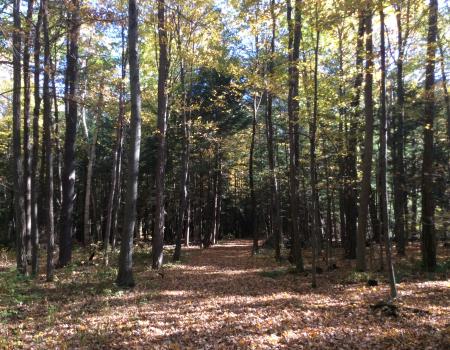 This trail leads to the beach on Lake Champlain.