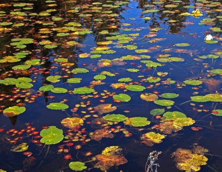 Lily pads floating in murky water