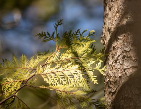 A cedar tree's branch in the sun