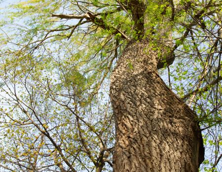 The Ancient Oak trail is the hike for Tree Lovers on the Adirondack Coast.