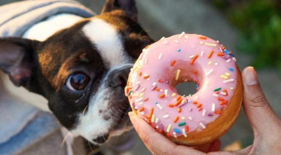 Boston terrier sniffing hand held pink iced donut with sprinkles