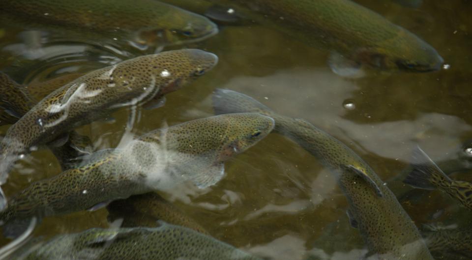 Tanks and tanks of fish closer than you've ever seen before.