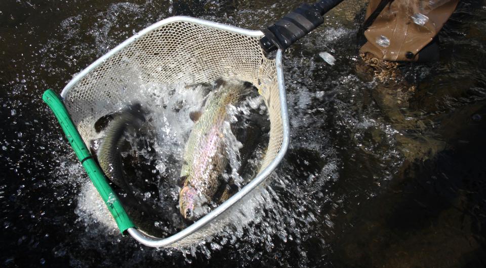 The end result is a fine day of Adirondack trout fishing.