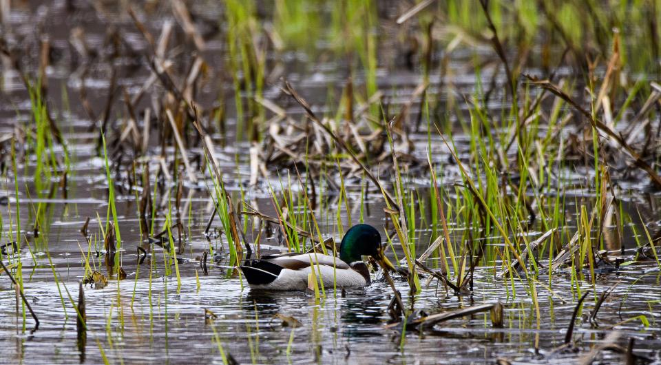 Ducks in aquatic vegetation