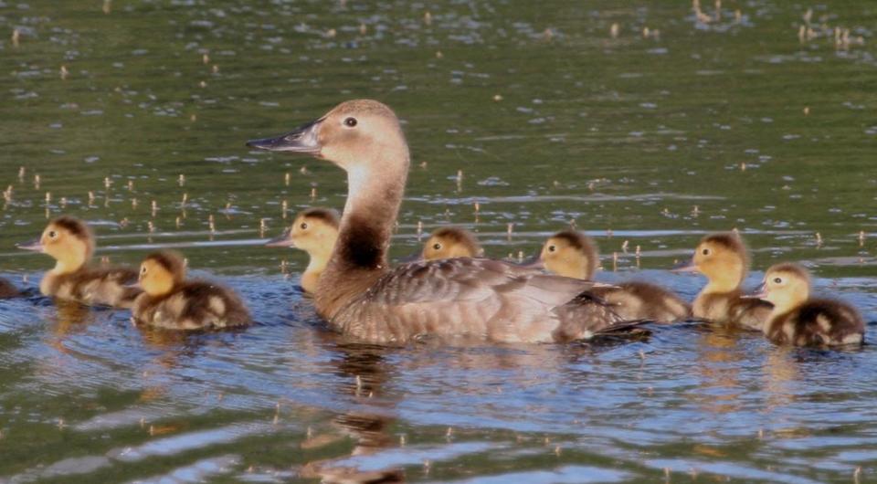 Canvasback duck and her brood on the water.