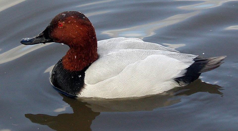 A canvas-back duck in the water