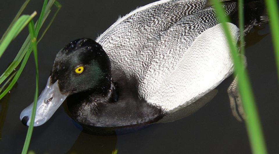 A lesser scaup in the water