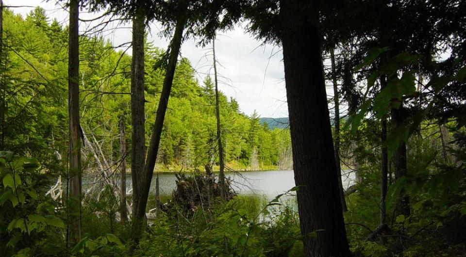 This is one of those trails where the pond suddenly reveals itself.