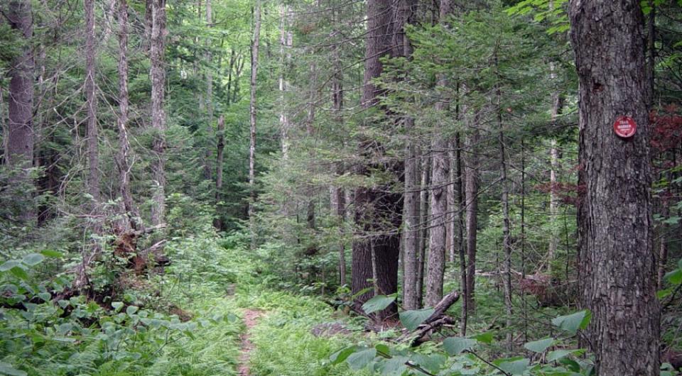 The path to Trout Pond has an unusual quality.