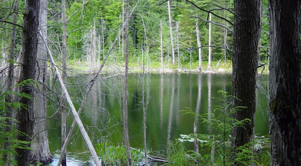 These clumps of shoreline vegetation are where fish like to hide.