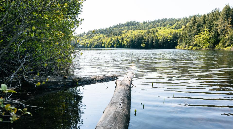 Logs in a small pond