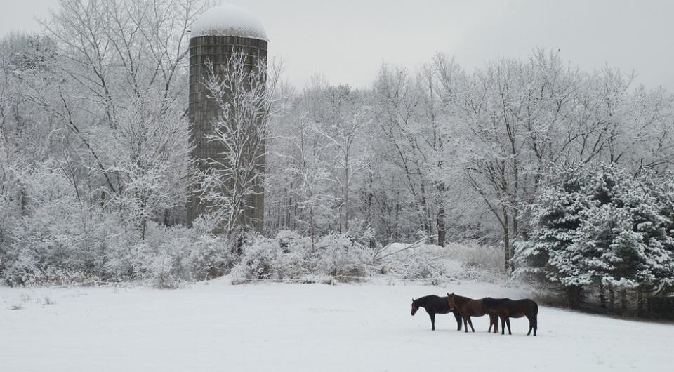 A few horses by a silo in the winter