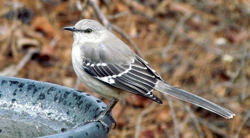 A Northern Mockingbird on a bird bath