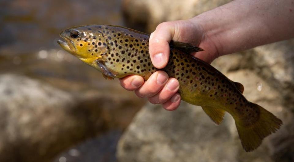 A brook trout in someones hand