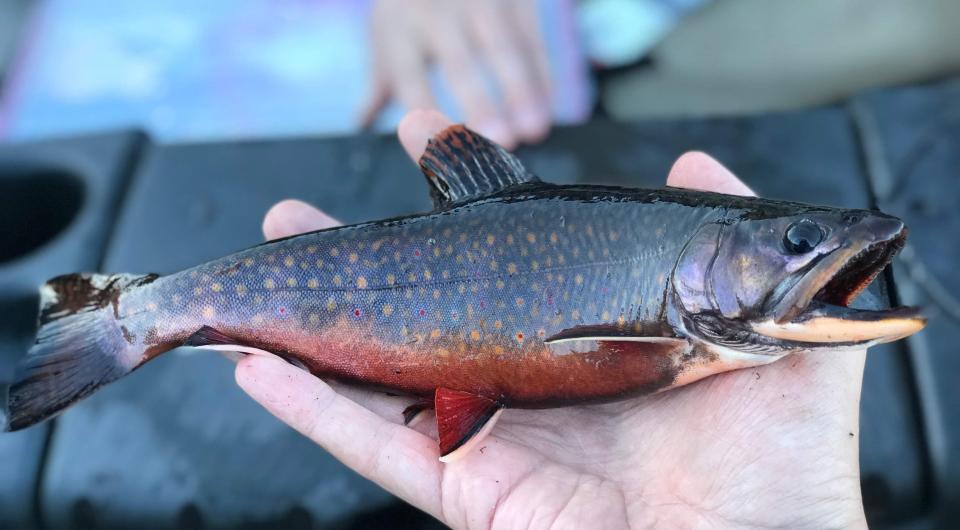 A fall fish being held in someones hand