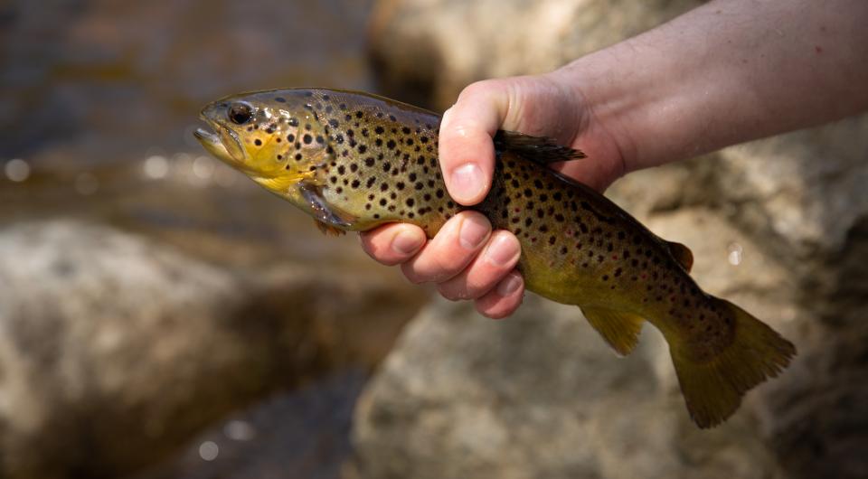 A trout being held in someones hand