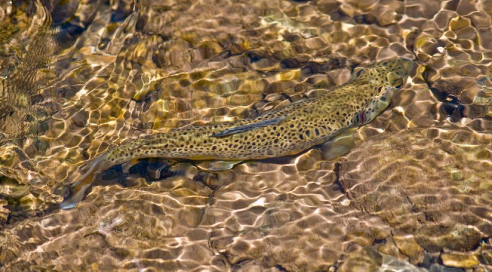 Great trout fishing in Clear Pond.