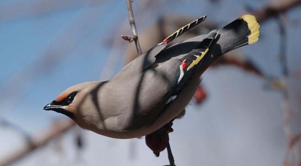 A light gray bird in a tree 