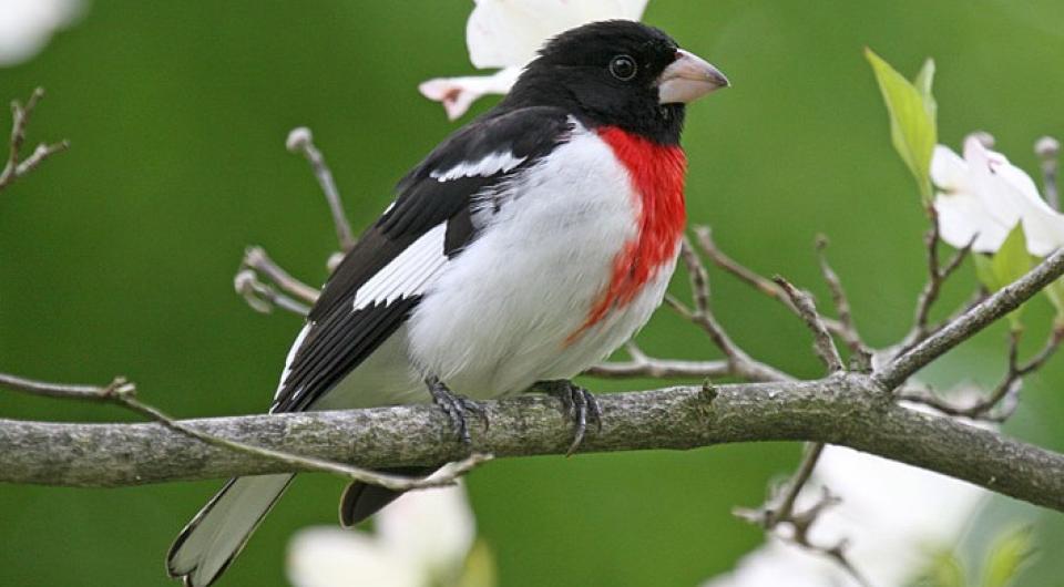 A black&#44; red&#44; and white bird in a tree