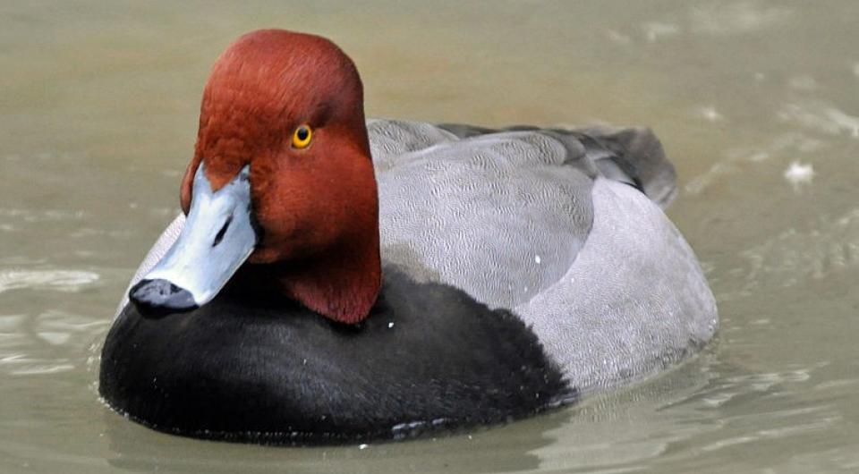 Redhead duck is one of the species seen here.