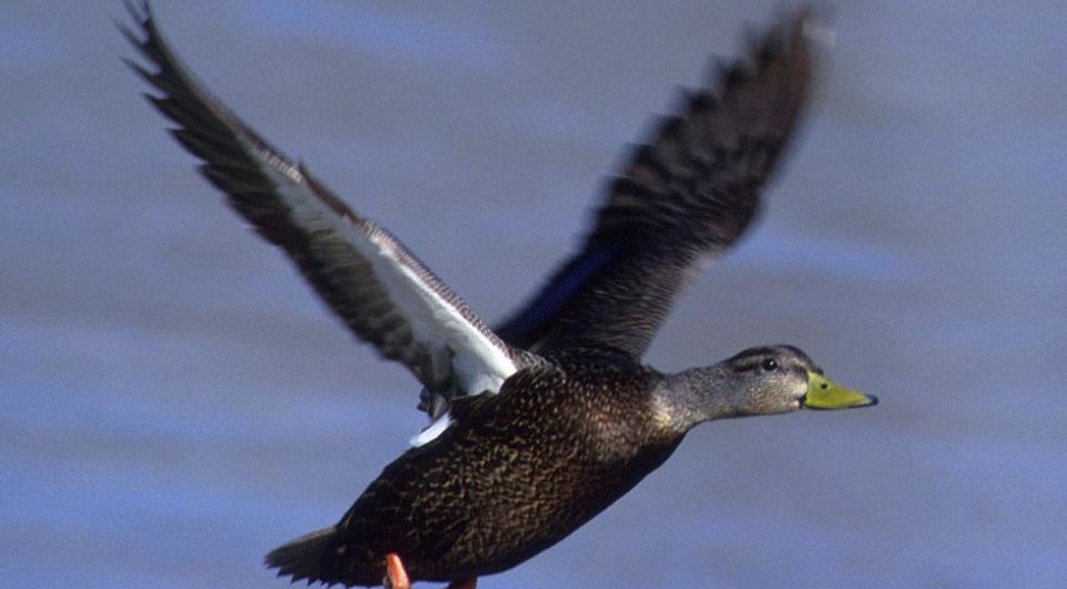 Acquatic birds abound on the Adirondack shores of Lake Champlain.