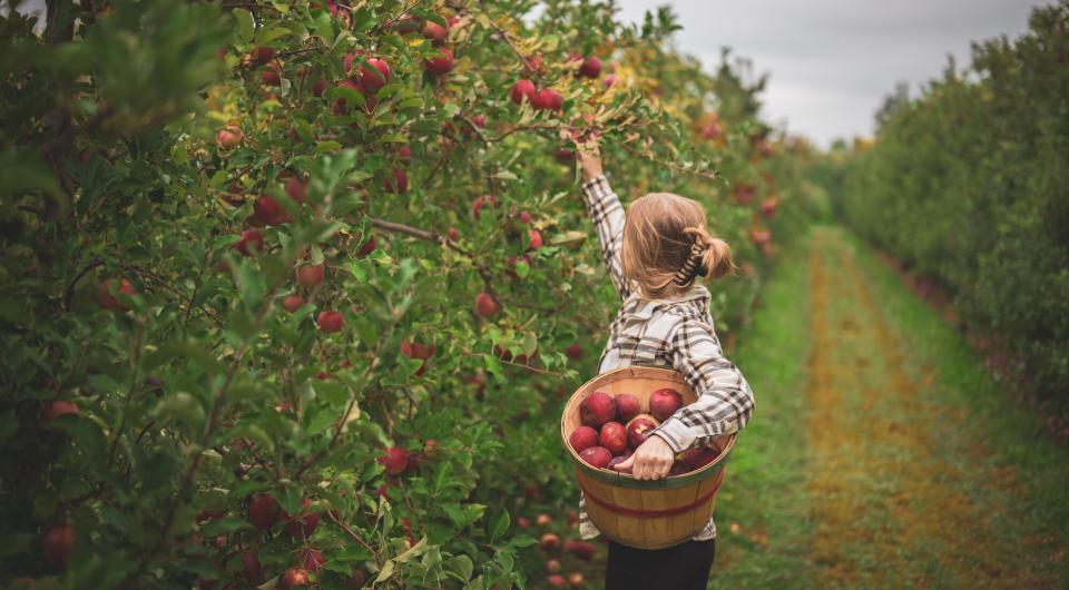 A woman picking apples