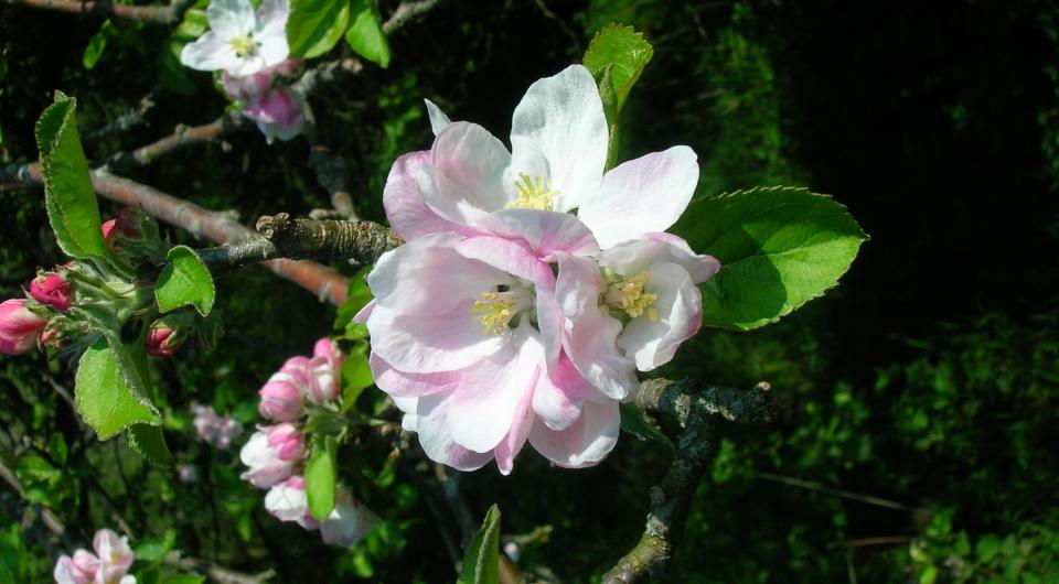 Apple blossom season is a wonderful time for all the senses.