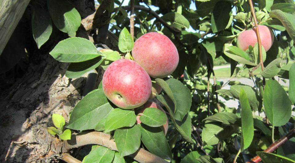 This area of the Adirondacks is wonderful apple country.