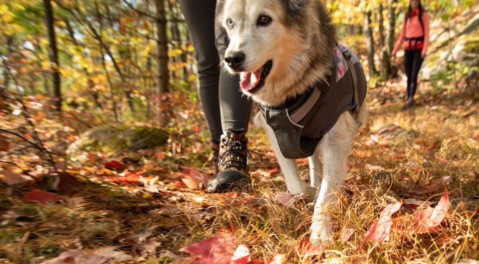 A wonderful hike up Rattlesnake Mountain for acres of foliage viewing.