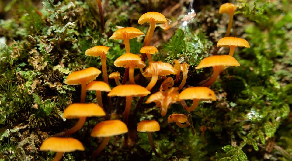 A bunch of mushrooms in the moss