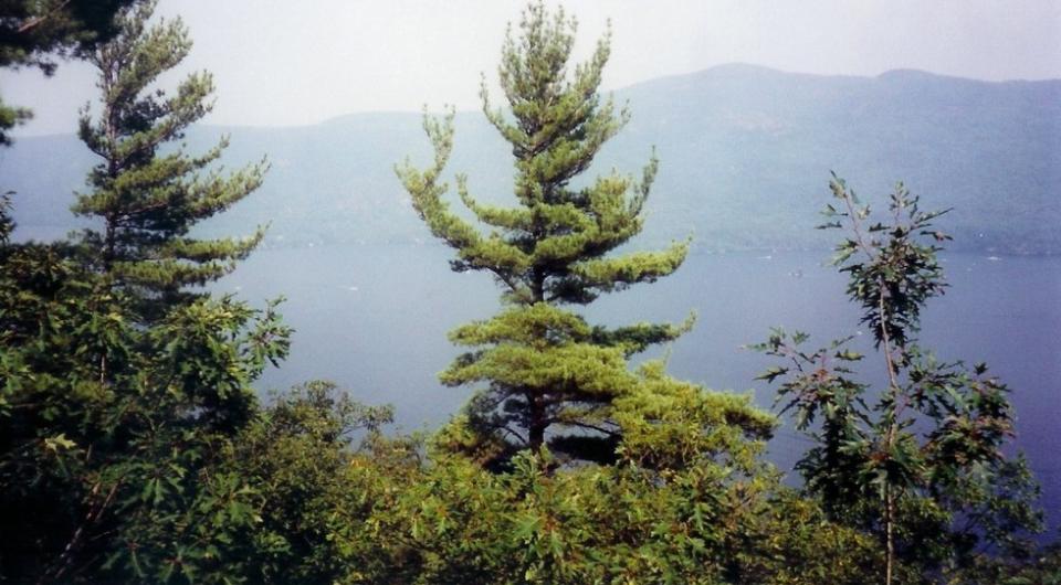 Trees blocking some views of Lake George from the Deer Leap cliff