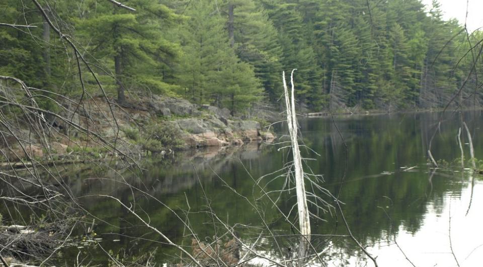 Mill and Murrey Ponds are great places for pike to hunt and hide.