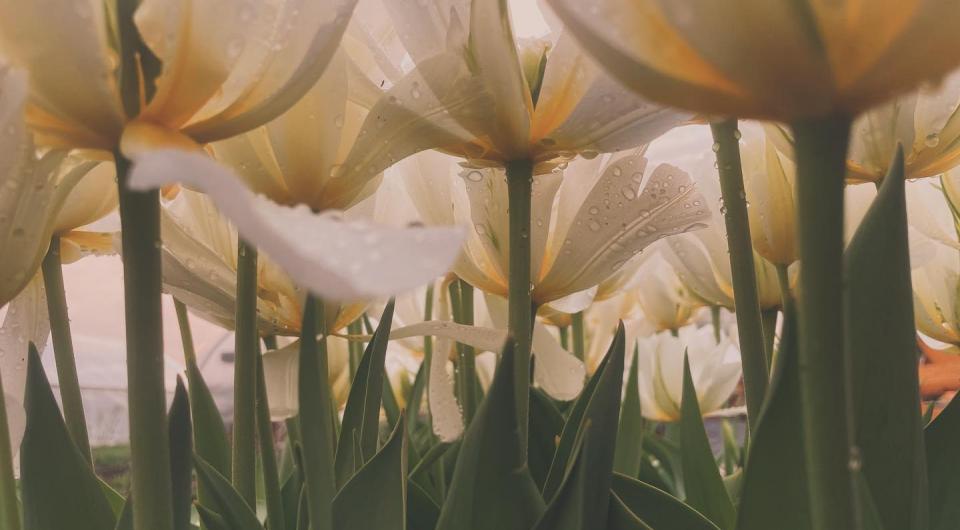 view from below tulip blooms