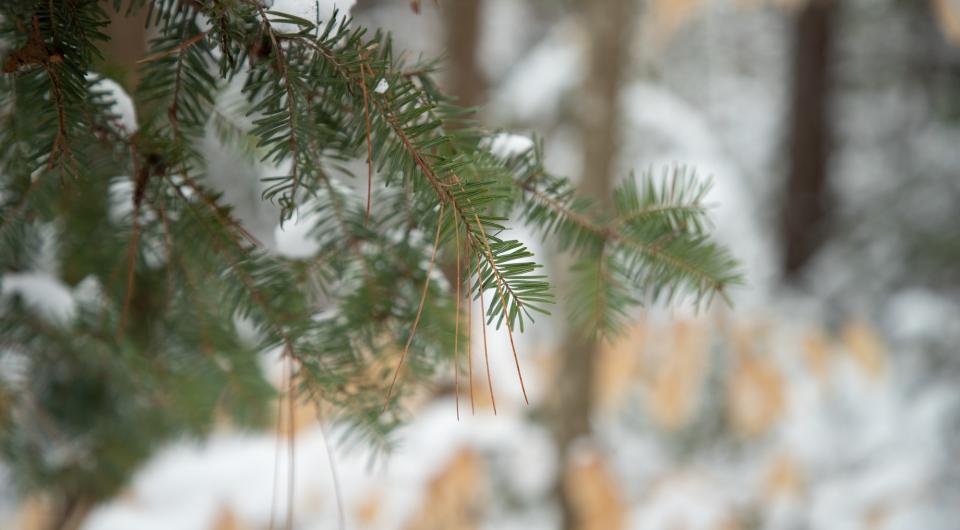 A hemlock tree branch in the winter