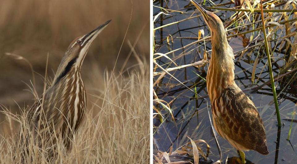 The American Bittern is found is Adirondack wetlands.