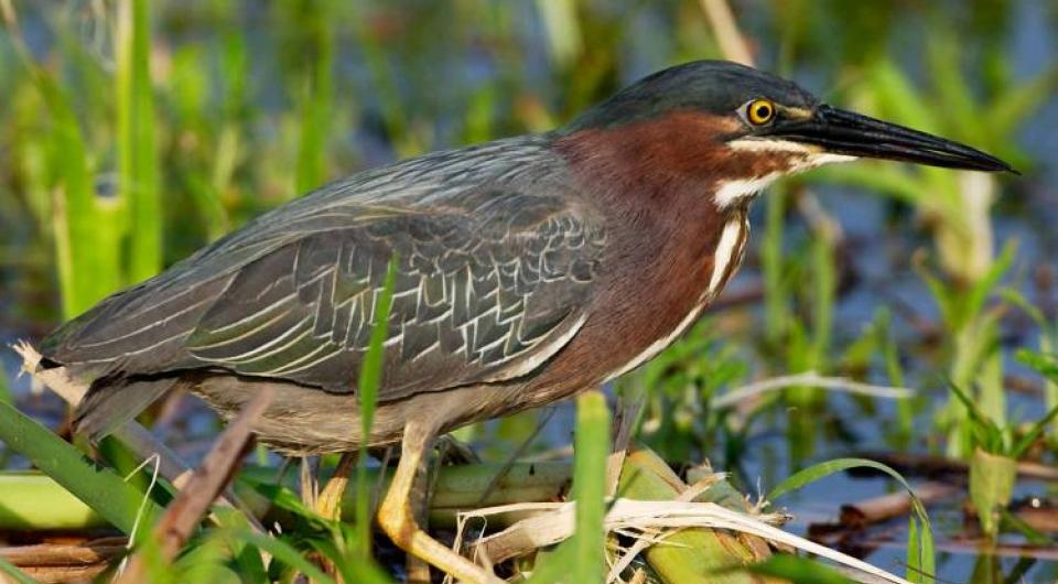 Many waterbirds like this green heron can be seen at Ticonderoga Marsh.