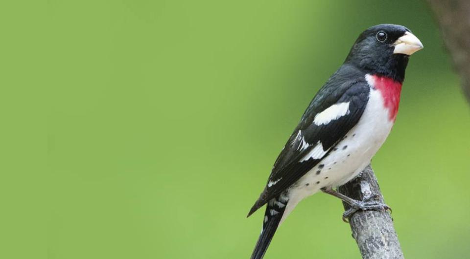 Find the Rose-breasted Grosbeak on Mt Defiance.